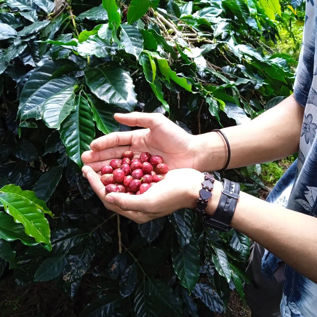Maria Santos, TerraBean founder, visiting coffee farms in Ethiopia