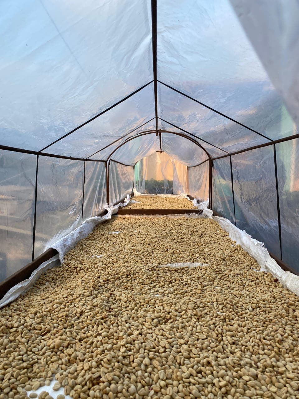Close-up roasted coffee beans